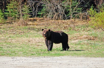 Bjørn i Rocky Mountain, Canada