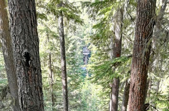 Zipline ved Whistler, British Columbia i Canada