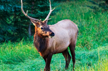 Elkhjort i Yoho Nationalpark