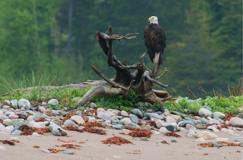 Bald Eagle i Nova Scotia Canada 