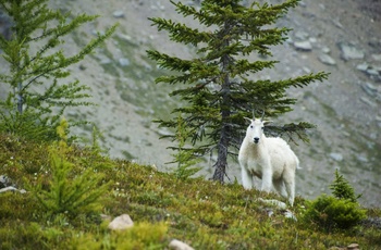 Sneged i Yoho Nationalpark 