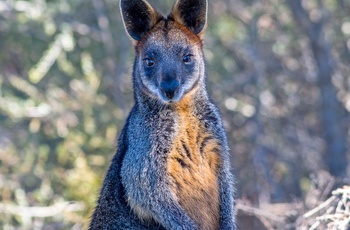 Kænguruer i Tidbinbilla naturreservat tæt på Canberra, Australien