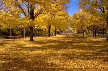 Canberra Universitets park område om efteråret, Australien