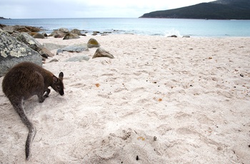 Wallaby på stranden i Wineglass Bay i Freycinet National Park på Tasmanien