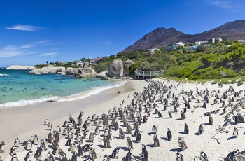 Pingviner på Boulders Bay, Cape Town - Sydafrika