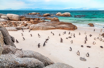 Pingviner på Boulders Bay, Cape Town - Sydafrika