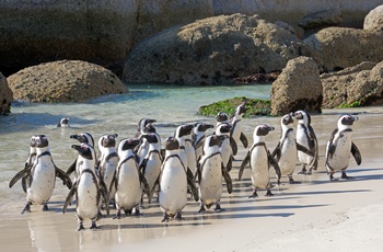 Pingviner på Boulders Bay, Cape Town - Sydafrika