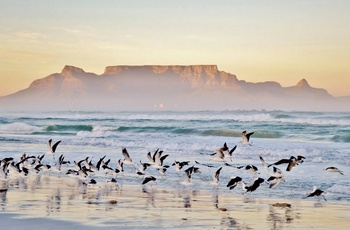 Udsigt til Table Mountain fra strand ved solnedgang, Sydafrika