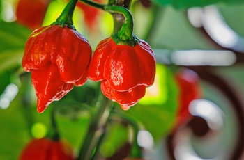 South Carolina er hjemsted for Carolina Reaper - den stærkeste chilipeber i verden