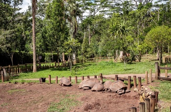 Landskildpadder i Chamarel Seven Coloured Earth Geopark i Mauritius