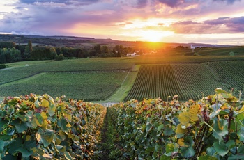 Vinmarker i Champagne-området nær Reims