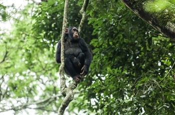 Chimpanser i Kibale National Park - Uganda
