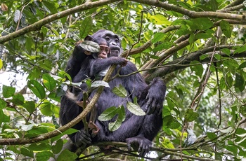 Chimpanser i Kibale National Park - Uganda