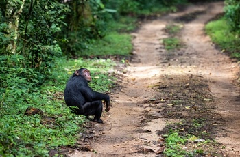 Chimpanse på grusvej i Kibale National Park - Uganda