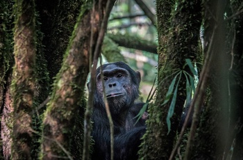 Chimpanser i Kibale National Park - Uganda