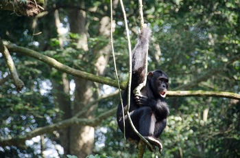 Chimpanser i Chimpanser i Kyambura-kløften i Queen Elisabeth National Park - Uganda
