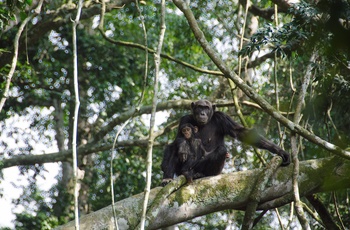 Chimpanser i Chimpanser i Kyambura-kløften i Queen Elisabeth National Park - Uganda
