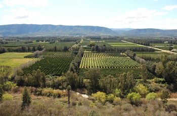 Citrusplantage nær Addo i Eastern Cape - Sydafrika