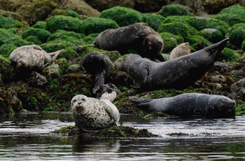 Clayoquot Wilderness Resort, Seals
