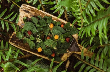 Clayoquot Wilderness Resort, Wild-Berries