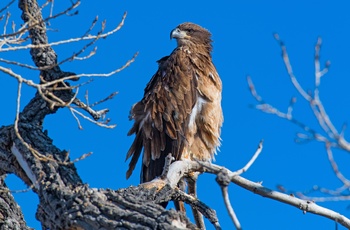 Golden Eagle i Colorado - USA