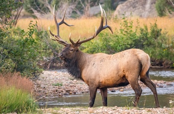 Kæmpe hjort (Elk) i Colorado, USA