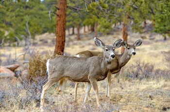 Vilde hjorte i Colorado, USA