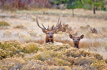 Hjorte i Rocky Mountain National Park, Colorado i USA