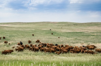 Køer på prærien i Colorado 