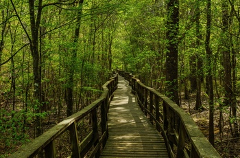 Bardwalk Loop-stien i Congaree National Park i South Carolina - USA