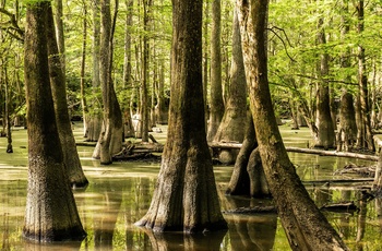 Bundskov og sumpområde i Congaree National Park i South Carolina - USA