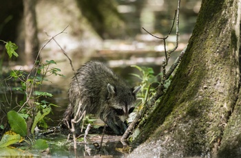 Vaskebjørn i Congaree National Park i South Carolina - USA