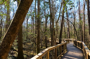 ardwalk Loop-stien i Congaree National Park i South Carolina - USA