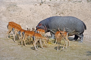 Flodhest og hjorte i Safari Aitana Park nær Alicante, Costa Blanca