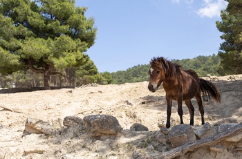 Vild hest i Safari Aitana Park, nær Alicante, Costa Blanca