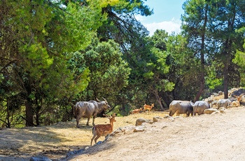 Bøfler og hjorte i Safari Aitana Park, nær Alicante, Costa Blanca
