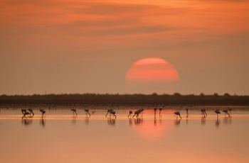 Flamingoer i solnedgang i Ebro Deltaet, Costa Dorada i Spanien