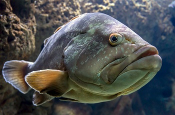 CretAquarium i Thalassokosmos - Kreta