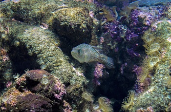 CretAquarium i Thalassokosmos - Kreta