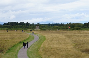Stierne på slagmarken ved Culloden moor, Inverness Skotland
