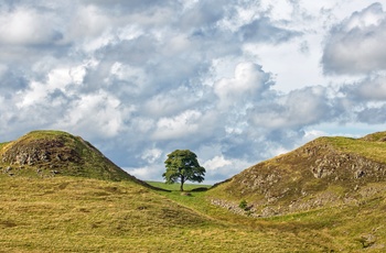 Sycamore Gap i Lake District, Cumbria i England