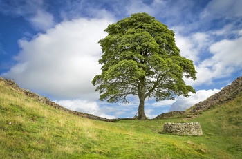 Sycamore Gap i Lake District, Cumbria i England