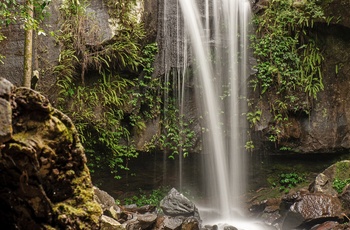 Vandfaldet Curtis Falls i Tamborine National Park i Queensland - Australien
