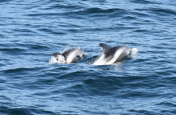 Hvide delfiner