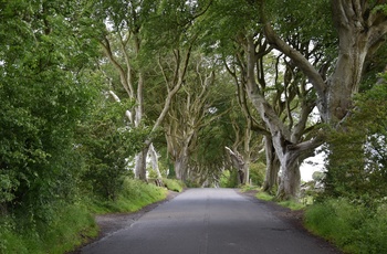 The Dark Hedges