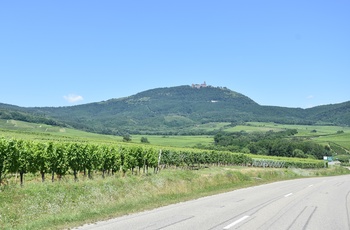 Vinmarker ved Ribeauvillé, Alsace