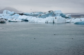 Sæler i Jökulsárlón Gletscherlagune