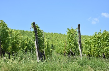 Vinmarker ved Riquewihr, Alsace