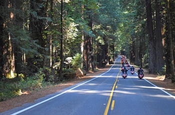 Highway 1 - motorcykelkørsel genne skov i Californien