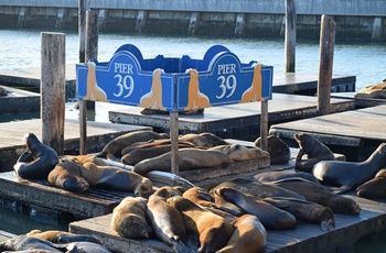 Highway 1 - Pier 39 med sæler i San Francisco